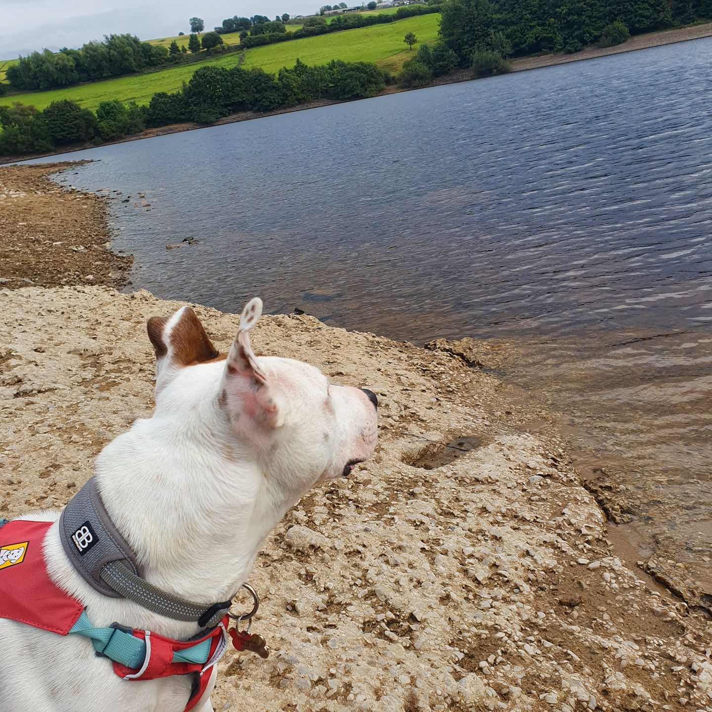 Customer photo review of Active Slip N' Clip Collar - Metal Grey