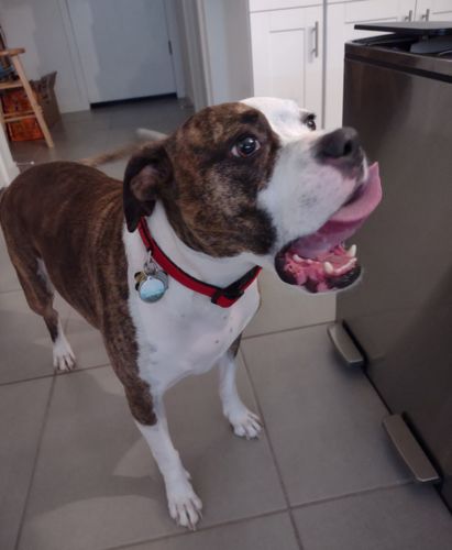 Customer photo review of Explorer