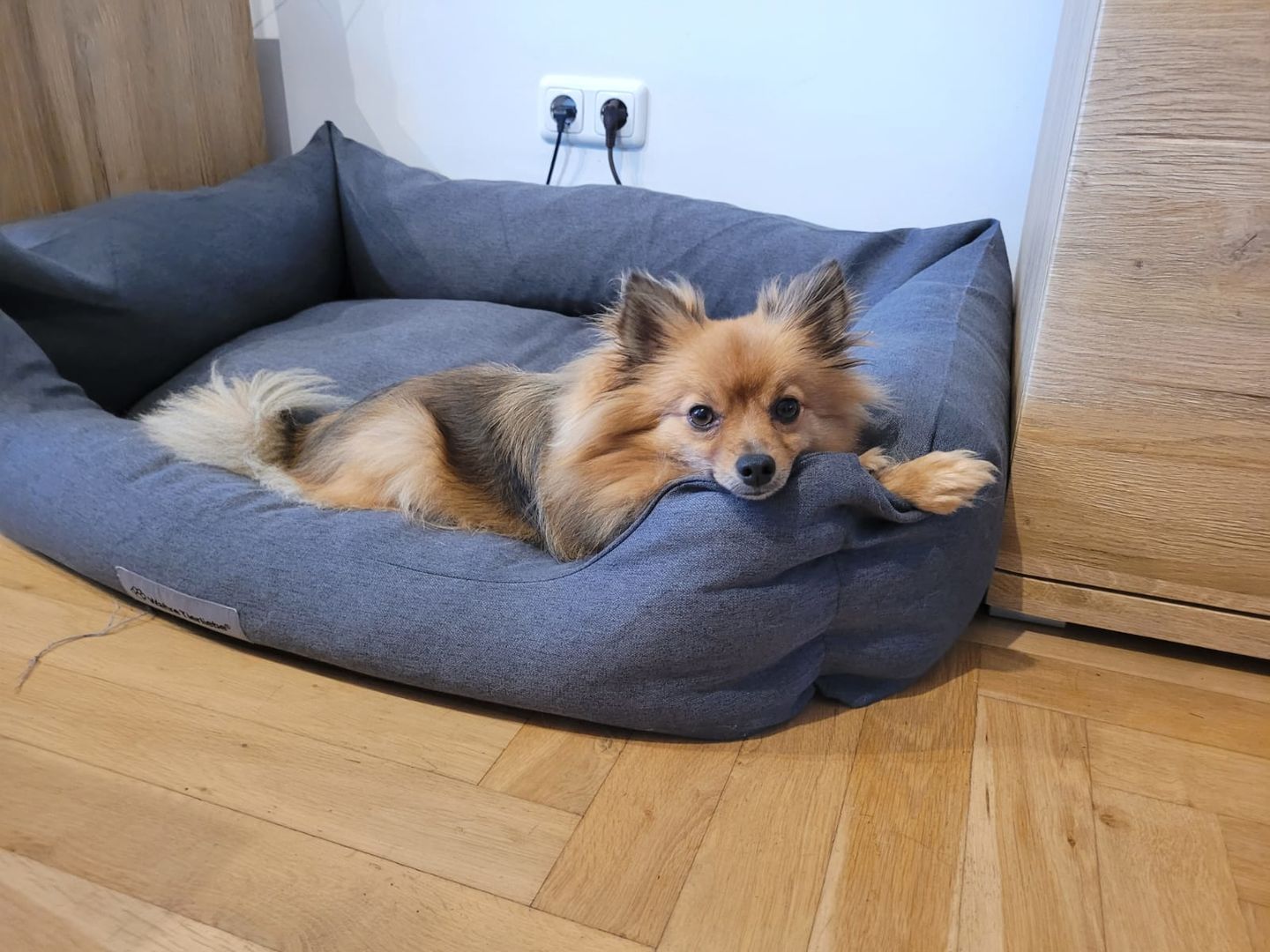 Customer photo review of Orthopädische Hunde Couch