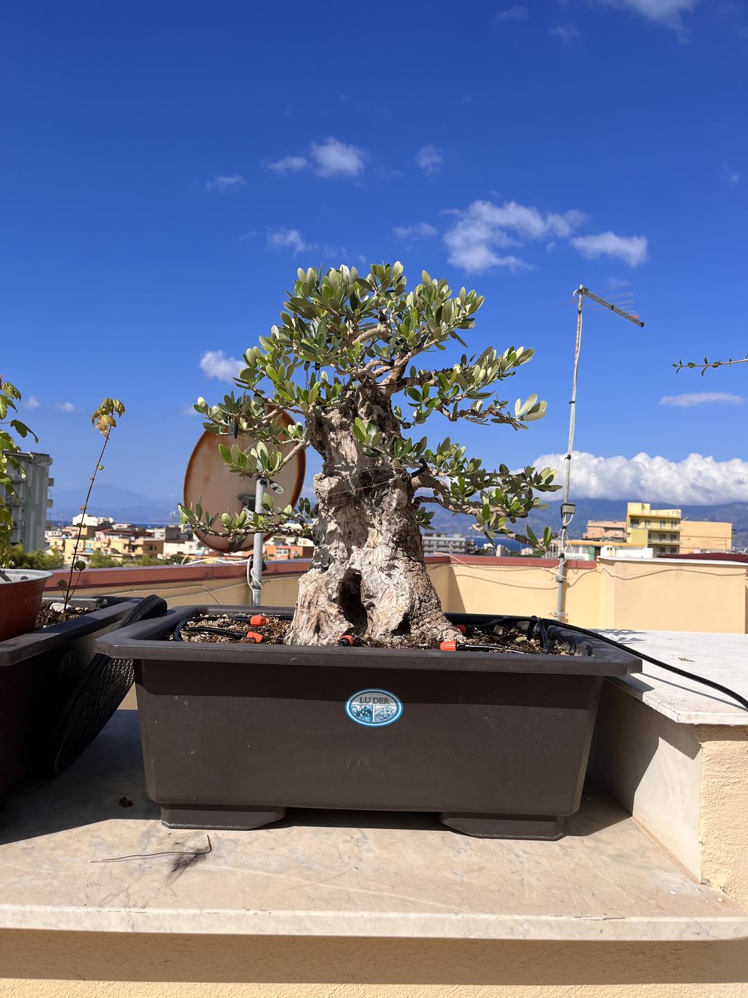 Customer photo review of ESTATE BOMBA PACK