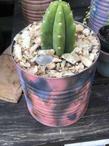 Customer photo review of San Pedro Cactus | Echinopsis pachanoi