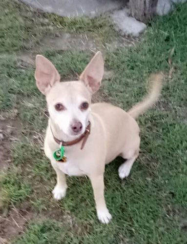 Customer photo review of DoggieBalm Manuka