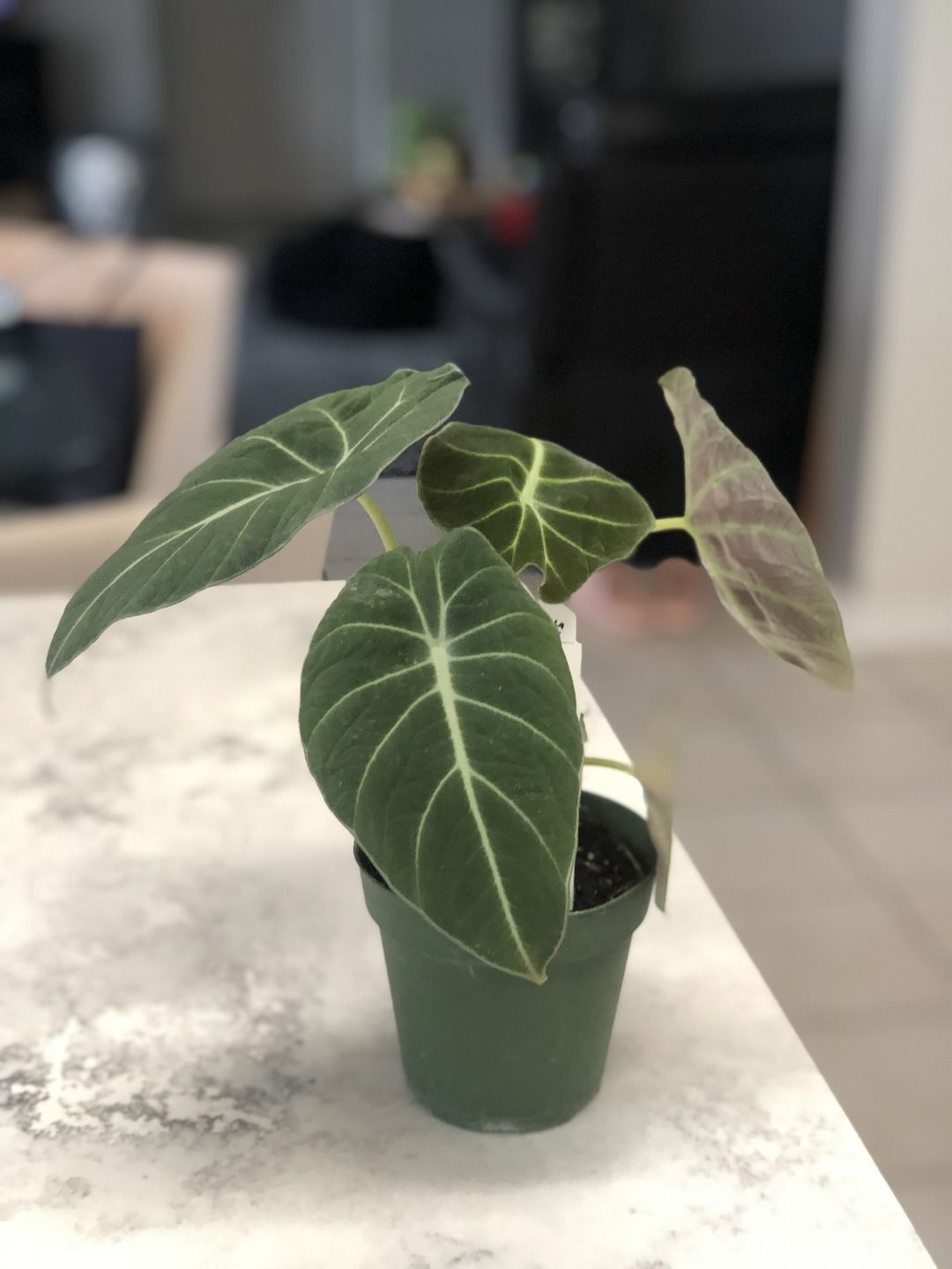 Customer photo review of 4" Alocasia regulina "Black Velvet"
