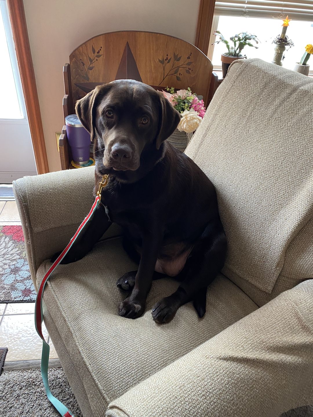 Customer photo review of Daily Support - Full Spectrum Hemp CBD Oil - For All Pets Over 20 Pounds