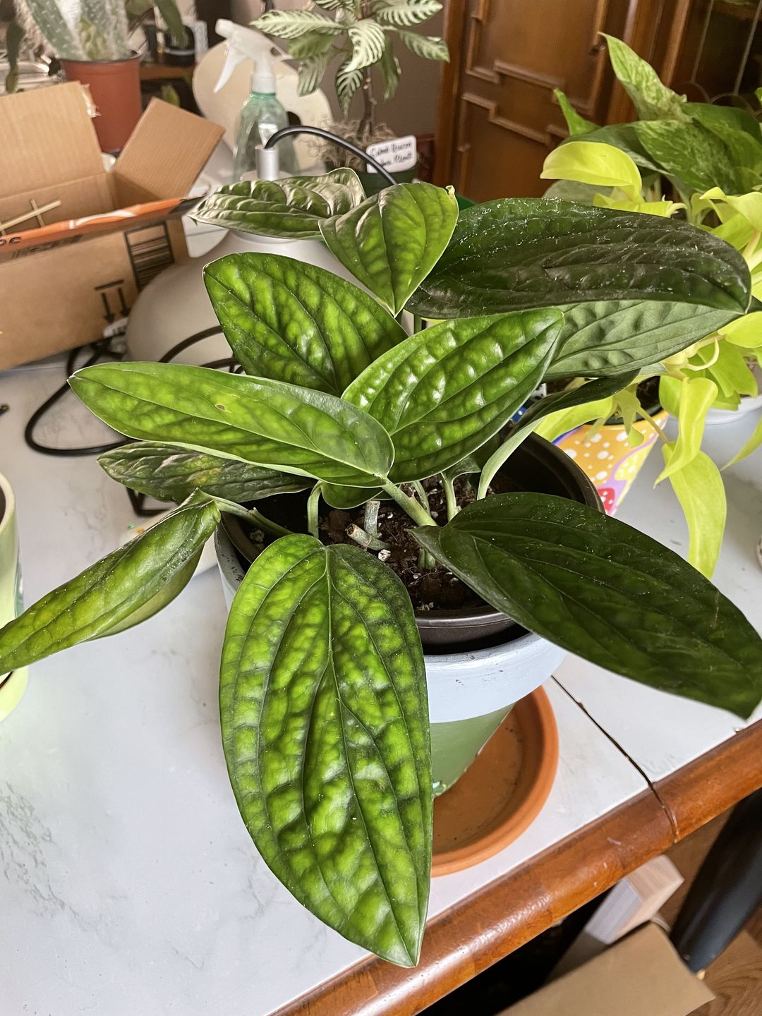 Customer photo review of 3" Monstera sp. 'Peru'