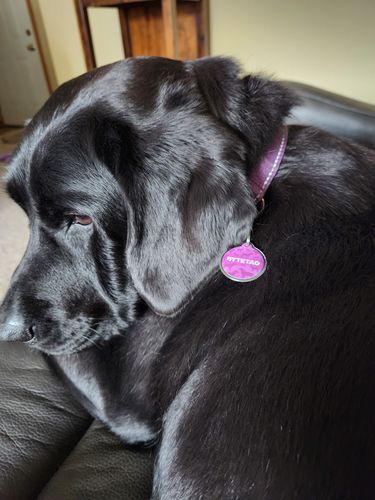 Customer photo review of Woof Pack