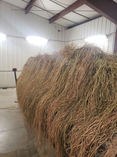 Customer photo review of Hunting Blind Raffia Grass (Pack)
