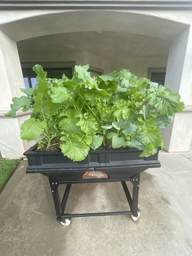 Customer photo review of Sohum Soil Organic Living Soil Just Add Water 1.5 cu ft
