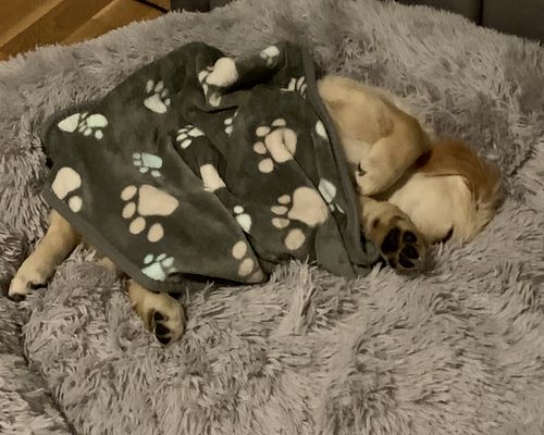 Customer photo review of Puppery Hundebett Wolke 7 - Das Original