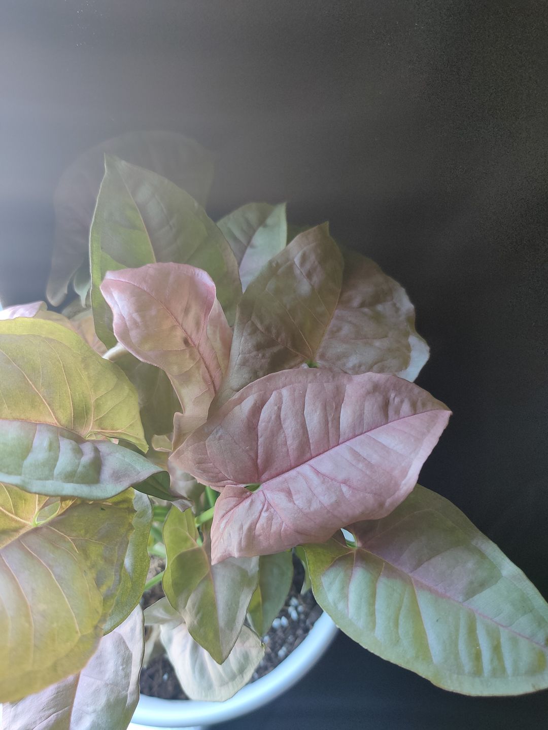 Customer photo review of 4" Syngonium podophyllum 'Neon Robusta'