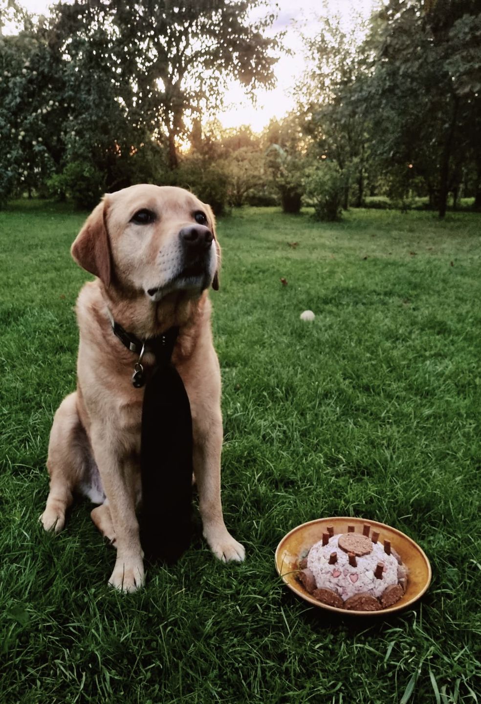Customer photo review of For Senior Joints and Bones | Supplement for Old Dogs