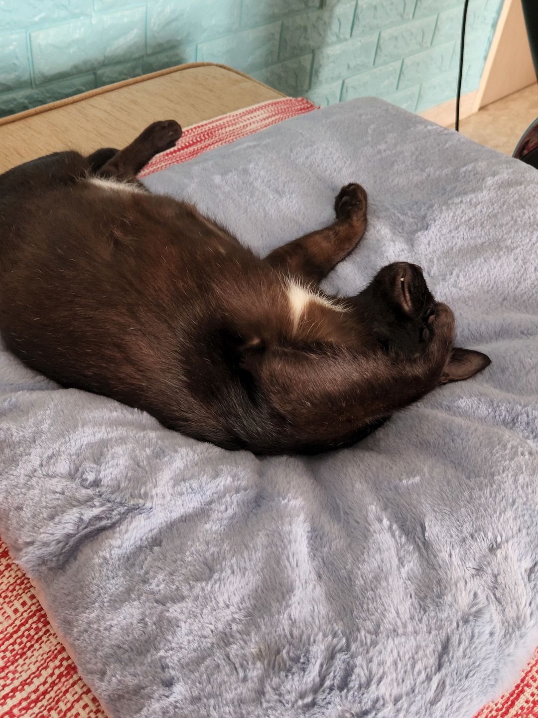 Customer photo review of Sleeping Blanket