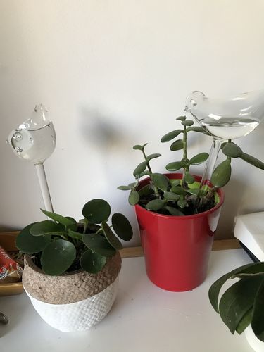 Customer photo review of Mon petit oiseau - Le Jardin de Mamie®