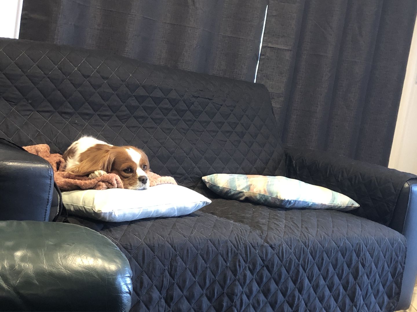 Customer photo review of Waterproof Pet Sofa Cover