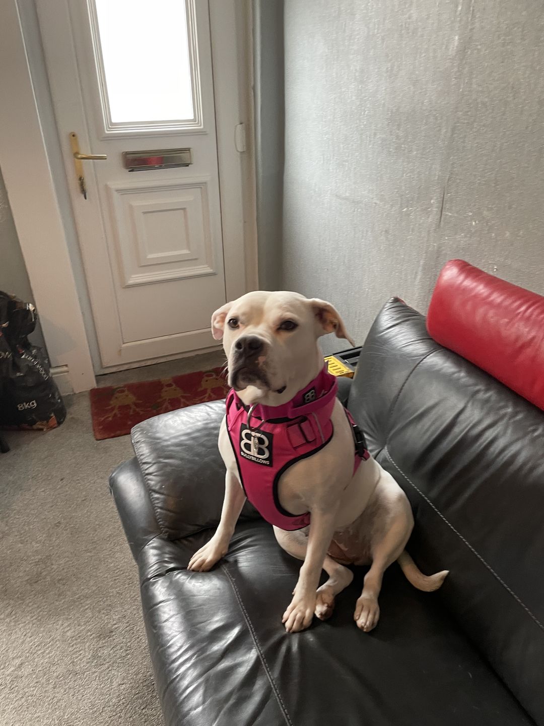 Customer photo review of Premium Comfort Harness | Non Restrictive & Adjustable - Magenta