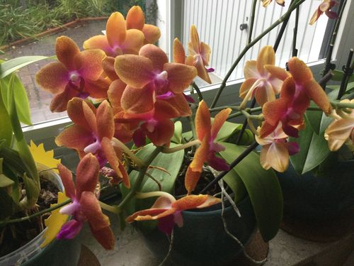 Customer photo review of Große Two of Us Duftorchidee Bolgheri mit rosa-orangenen Blüten und 4+ Rispen