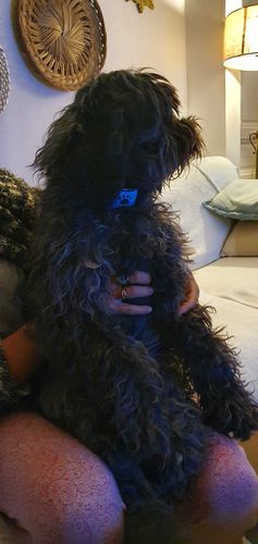 Customer photo review of Collier Anti Aboiement PuppySafe