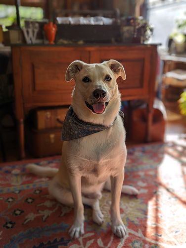 Customer photo review of Blue