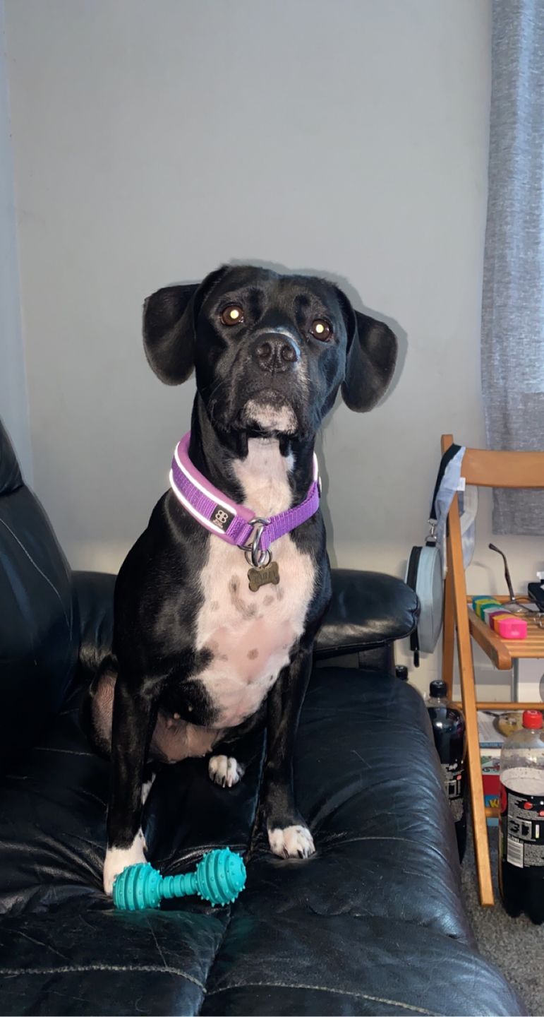 Customer photo review of 3cm Slip on Collar | Soft Padded & Reflective - Purple v2.0