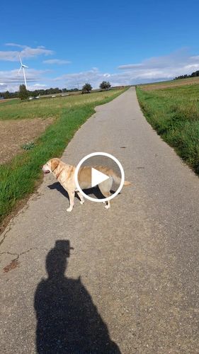 Kundenbewertung mit Video zu BELISY > Gelenk Komplex < Gelenktabletten für Hunde & Katzen - 100 Tabletten