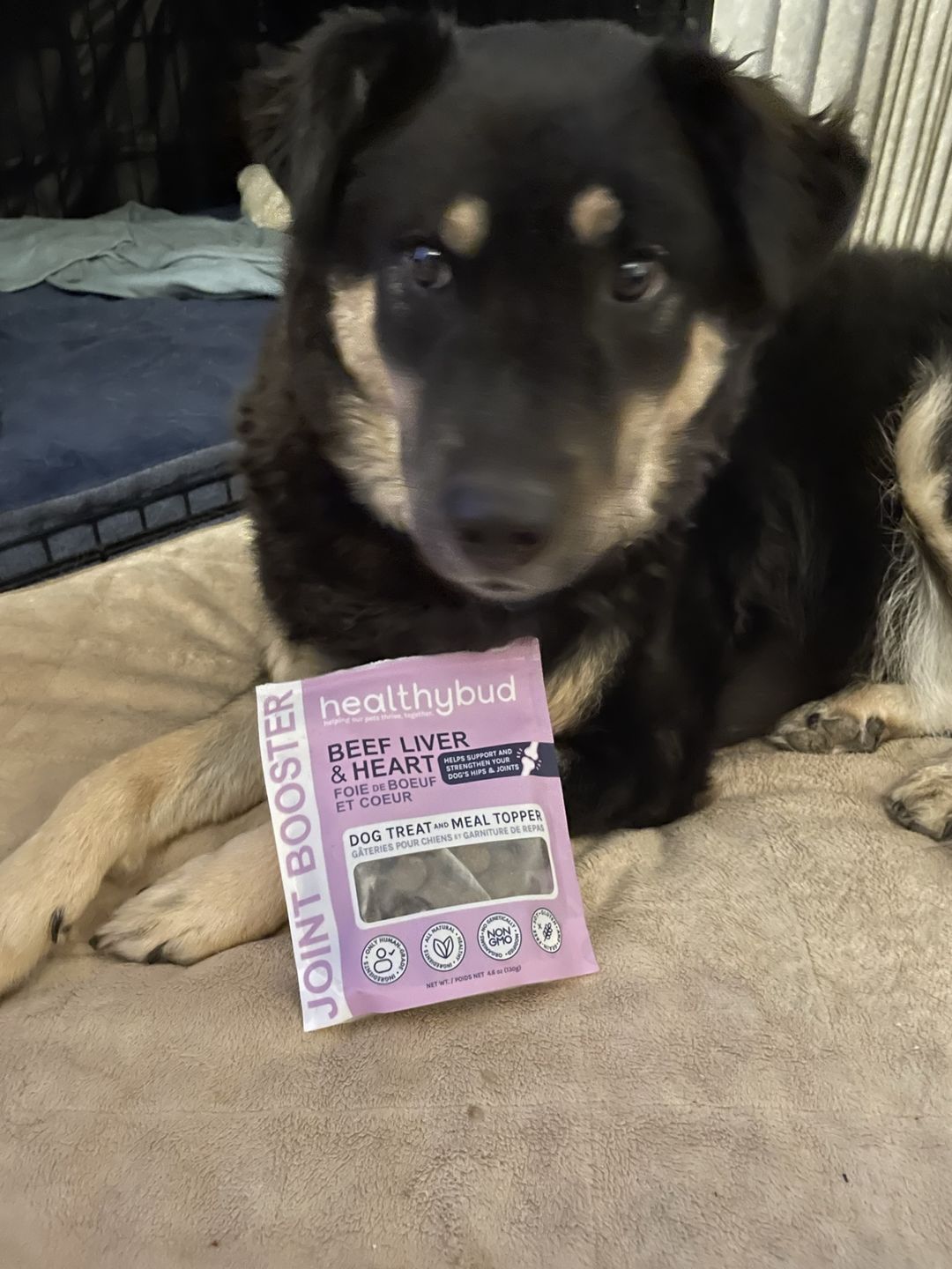 Customer photo review of Beef Joint Booster