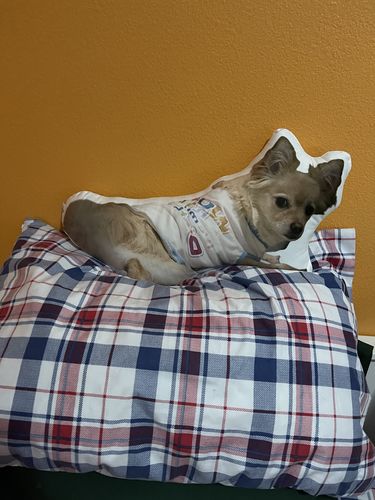 Customer photo review of Create A Custom Dog Pillow