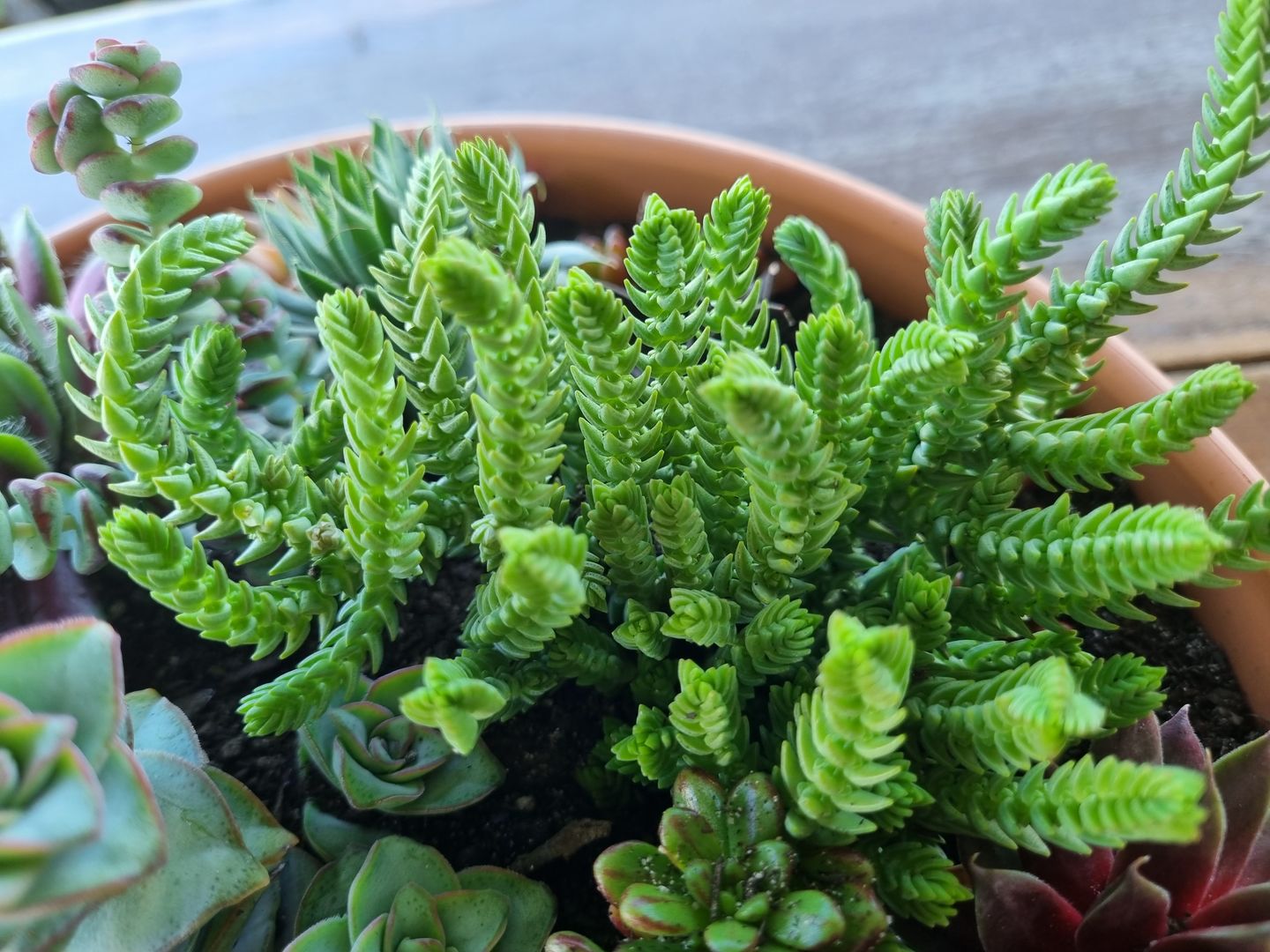 Customer photo review of Crassula ericoides 'Large Whipcord'