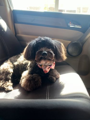 Customer photo review of DoggieBalm COAT Leave-In Spray Conditioner. Formulated to moisturize and promote healthy, nourished dog coats