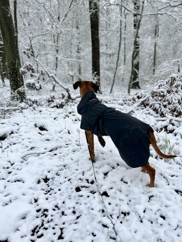 Customer photo review of Visibility Raincoat Dark for Dogs
