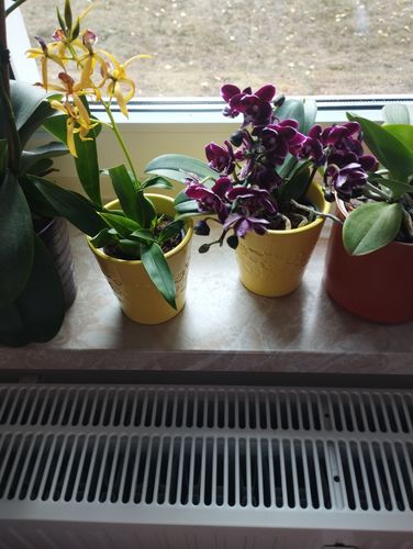 Customer photo review of Table Dance Blackpearl mit schwarzen Blüten mit 2 Stielen