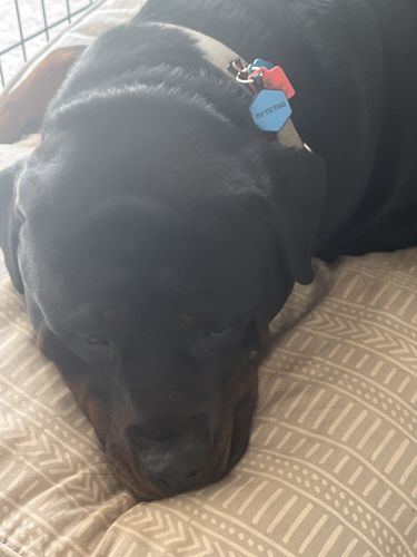 Customer photo review of Blue Silicone