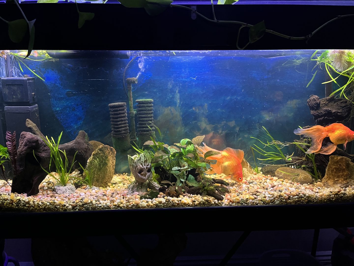 Customer photo review of Shark PRO