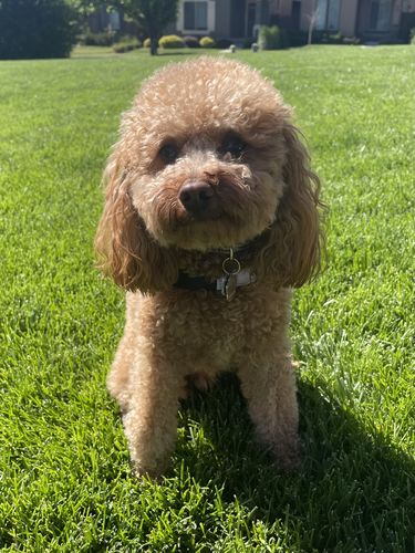 Customer photo review of Explorer