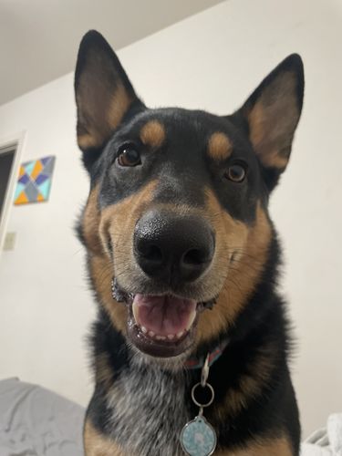 Customer photo review of Paw & Bones