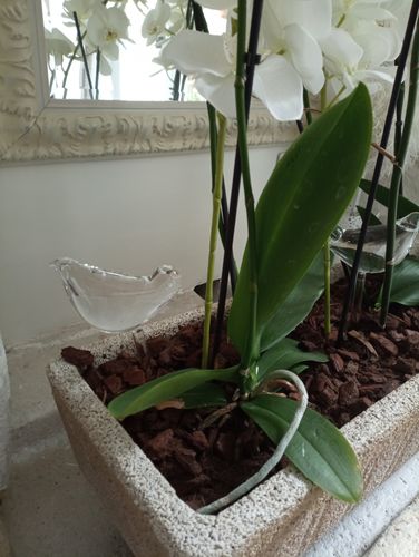 Customer photo review of Mon petit oiseau - Le Jardin de Mamie®