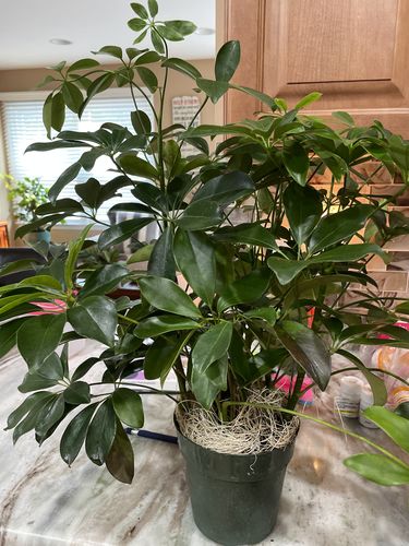 Customer photo review of Umbrella Tree