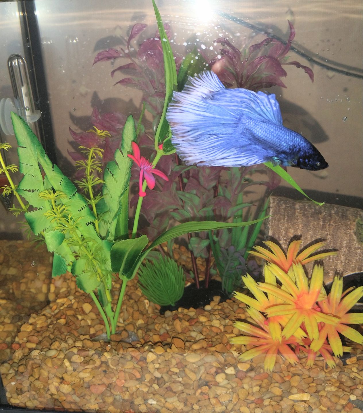 Customer photo review of Aquatop CAF Sponge Filters!