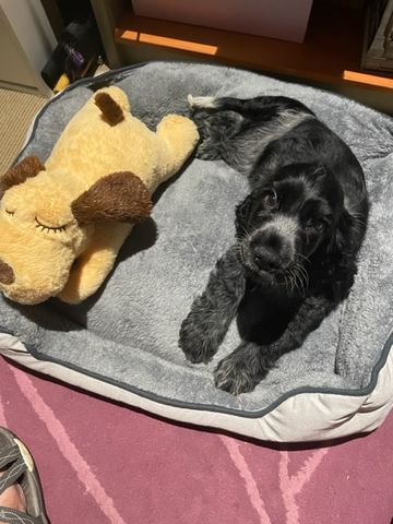Customer photo review of Heartbeat Buddy for Pets