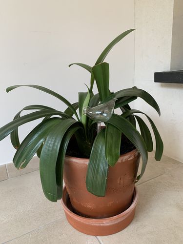 Customer photo review of Mon petit oiseau - Le Jardin de Mamie®