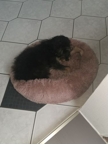 Customer photo review of Puppery Hundebett Wolke 7 - Das Original