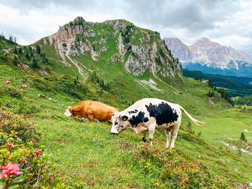 Customer photo review of NATURE LIGHTROOM PRESETS