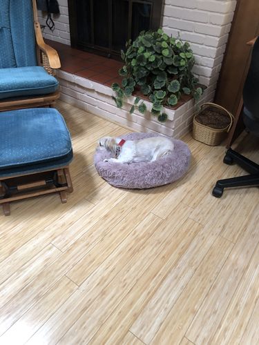 Customer photo review of Calming bed for Dog & Cats | Cuddler Round Plush Pet bed