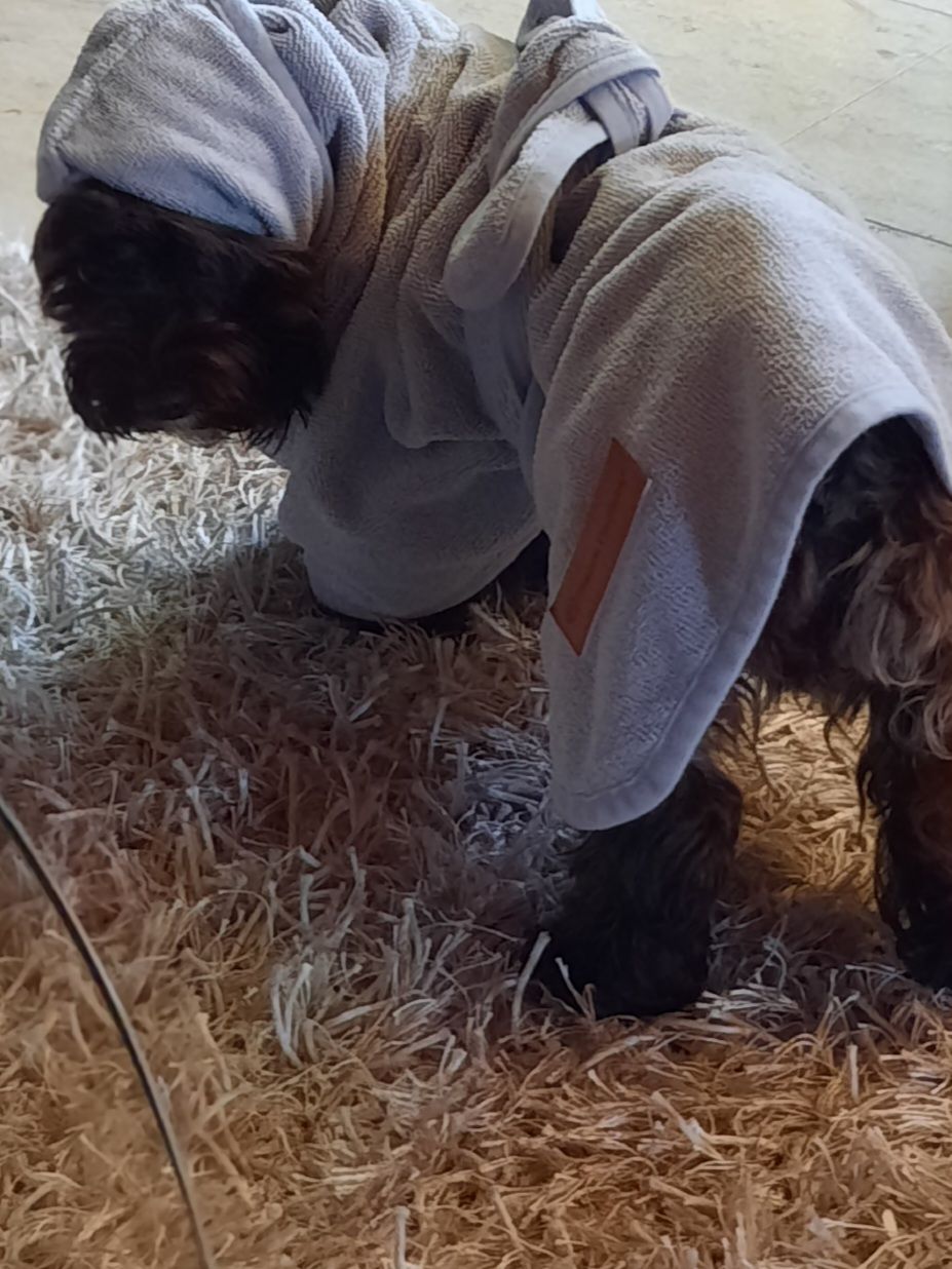 Customer photo review of Premium Hunde Bademantel