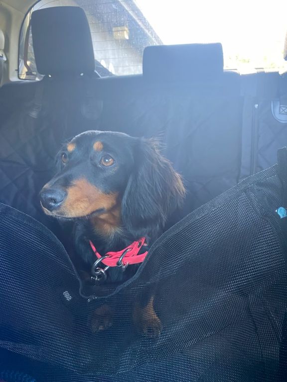 Customer photo review of 4-in-1 Dog Car Seat Cover