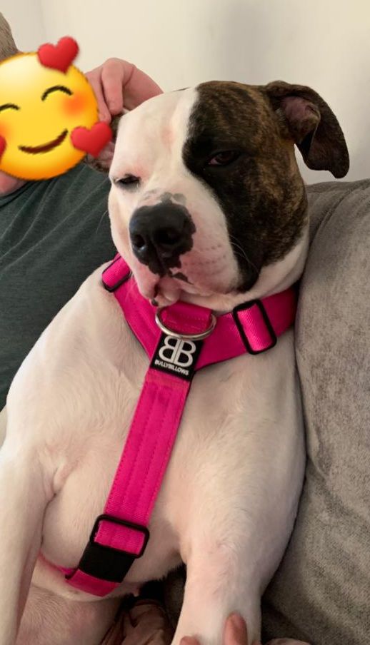 Customer photo review of Double Ended Training Lead | All Breeds - Durable & Soft 2m Lead - Magentas
