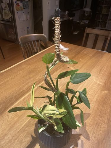 Customer photo of 6 Count - Mossify Pole Lover Package Deal from Mandy C.