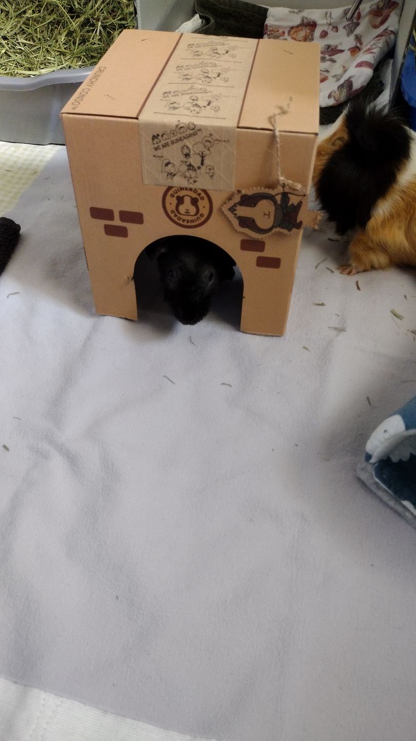Customer photo review of GuineaDad Crunchy Condo - Pack of 3
