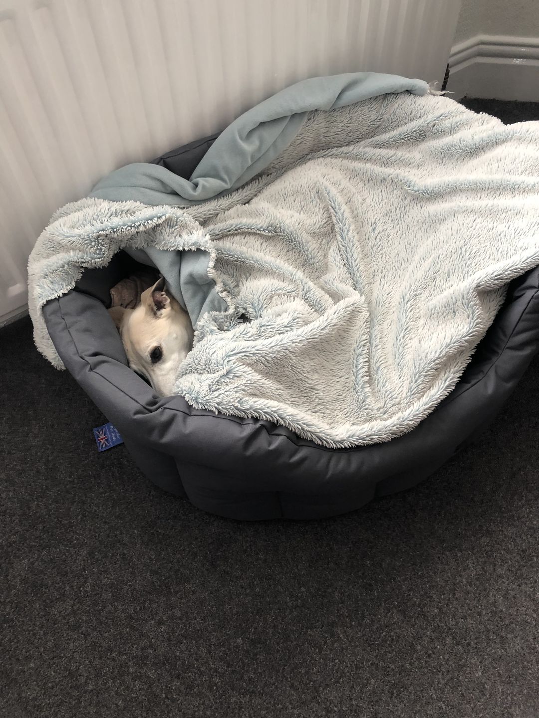 Customer photo review of Country Dog Heavy Duty Oval Waterproof Bed