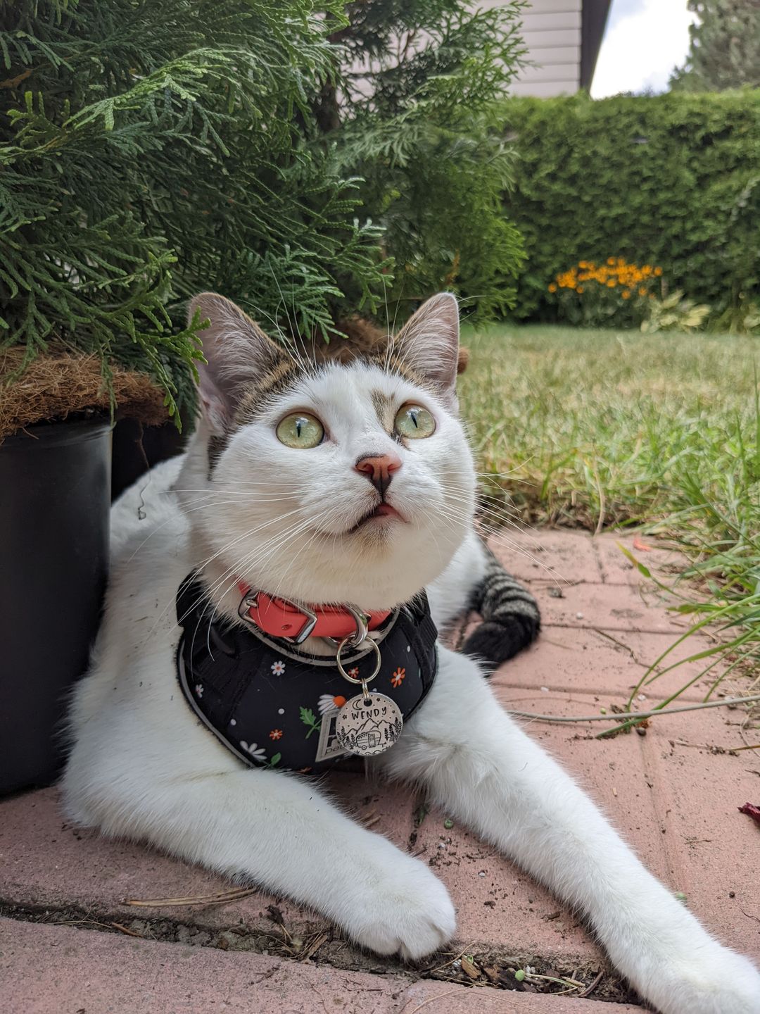 Customer photo review of Katmai Collar