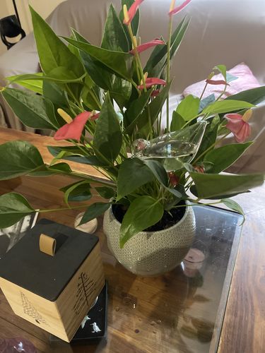 Customer photo review of Mon petit oiseau - Le Jardin de Mamie®